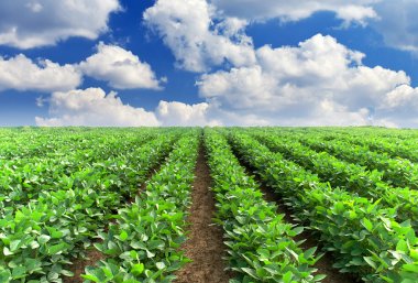 Yeşil satır alanı ve parlak gökyüzü.