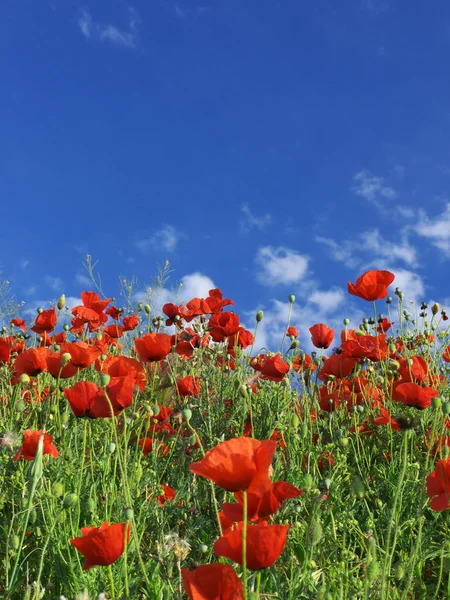 Fält med röd vallmo. blå himmel och moln — Stockfoto