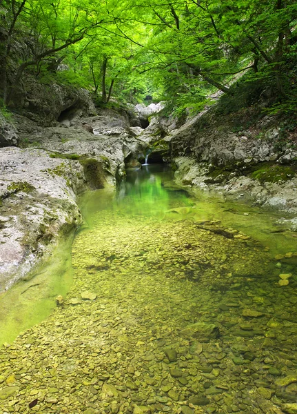 Stones and creek in bright green forest. — Stock Photo, Image