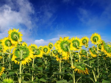 Sunflowers on background blue sky.