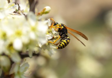 Çiçekteki eşekarısı