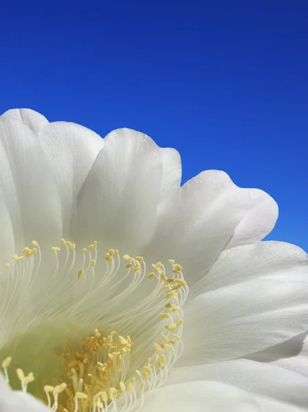 Pétalo blanco sobre fondo cielo azul —  Fotos de Stock