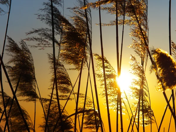 Pôr-do-sol no bulrush — Fotografia de Stock