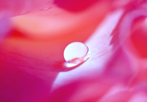 Fiore di primavera — Foto Stock