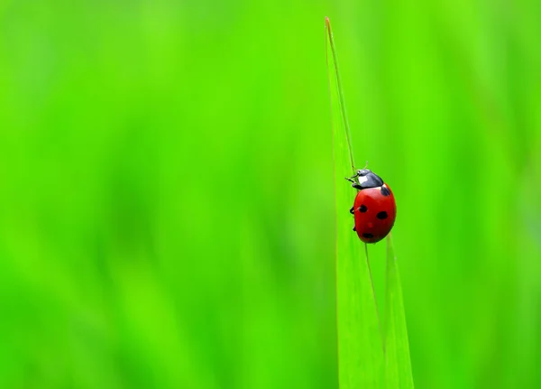 てんとう虫 — ストック写真