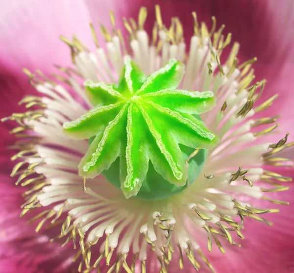 Nucleo di fiori — Foto Stock