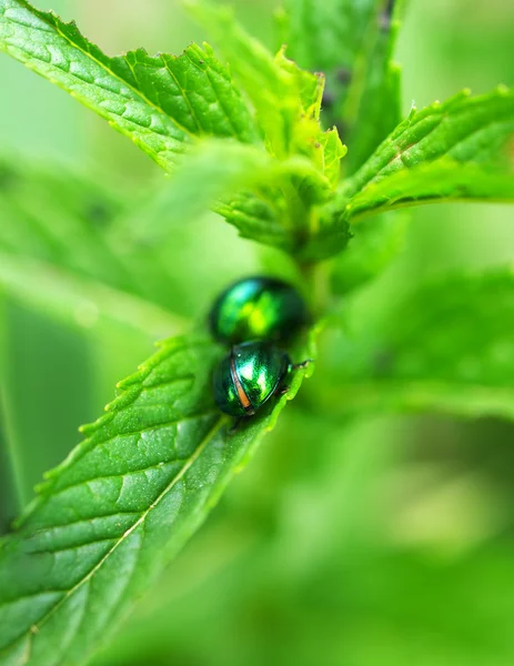 Insekten — Stockfoto