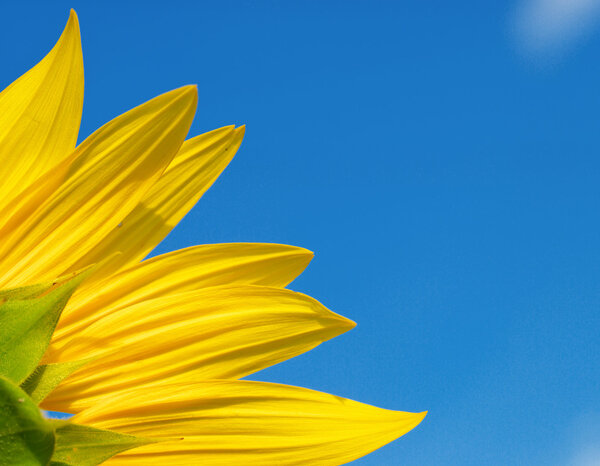 Sunflower on blue sky.