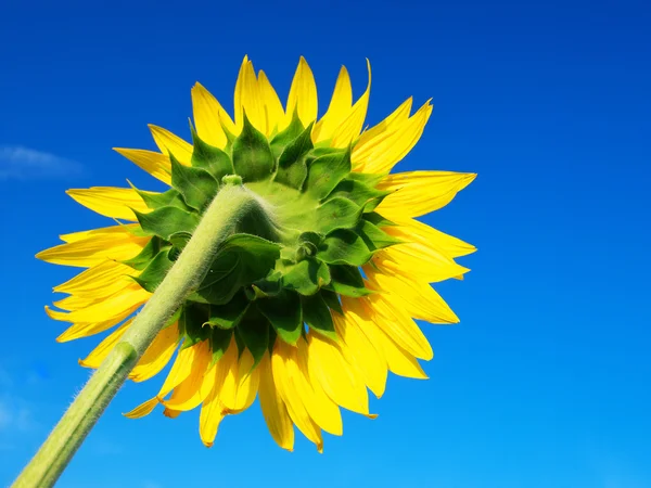 Sunflower on blue sky. — Stock Photo, Image