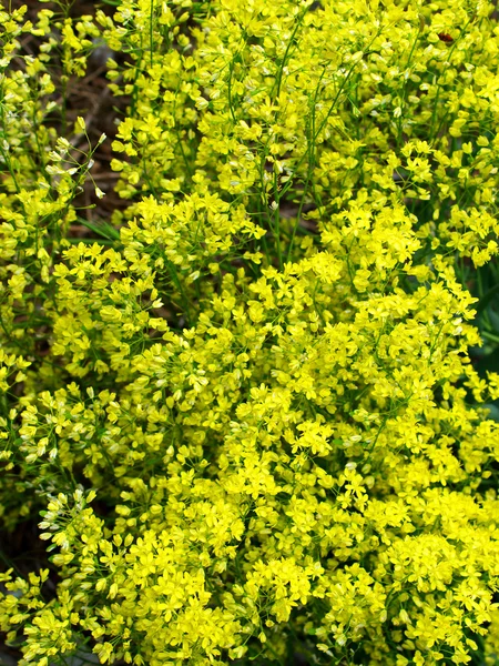 Textura floral amarela — Fotografia de Stock