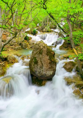ormanda taş akışı