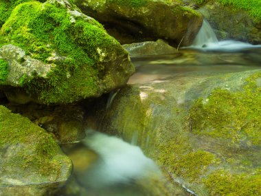 ormanda taş akışı