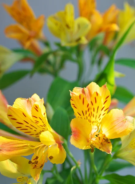 Bloem close-up — Stockfoto