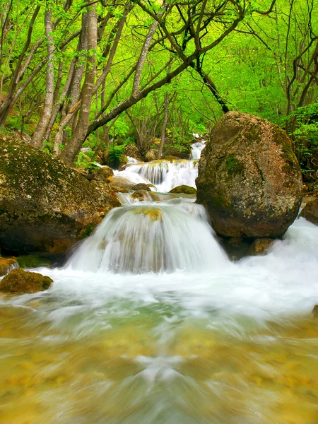 在森林里的石头流 — 图库照片