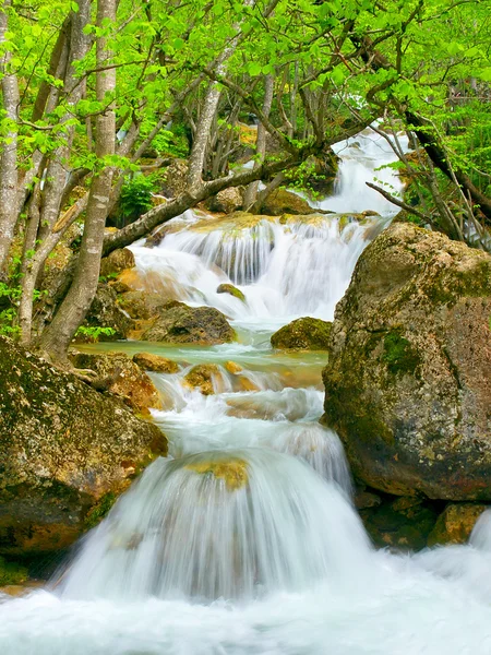 Stone stream in the woods — Stock Photo, Image