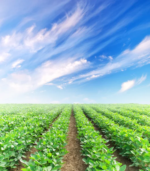 Field with green plants under cloudy sky — Stock Photo, Image