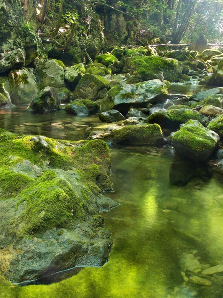 在森林里的石头流 — 图库照片