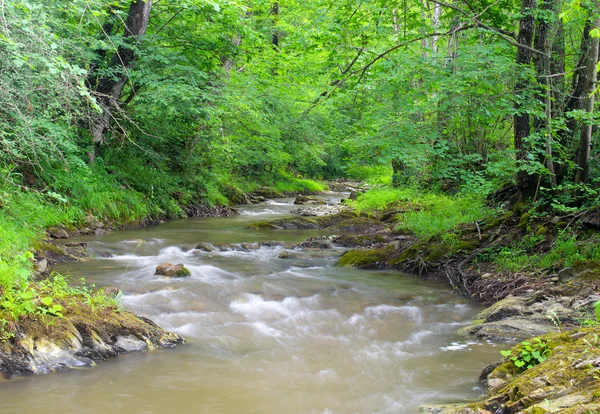 Torrente nella foresta — Foto Stock