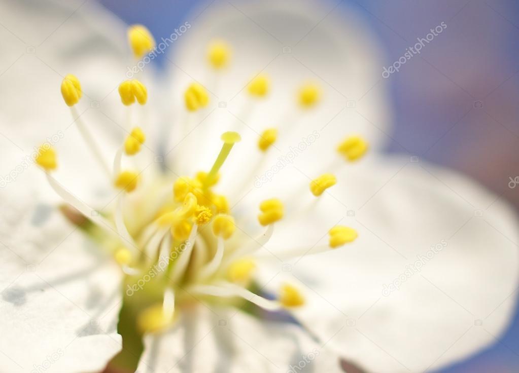 flower blossom close up