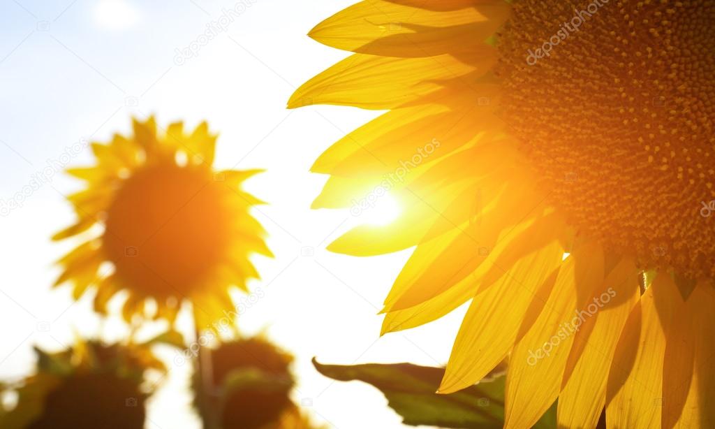 Sunflowers in sunshine