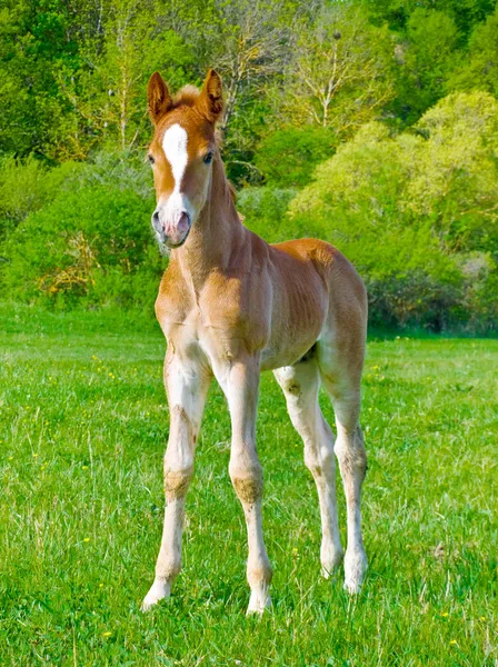 mera üzerinde tayı