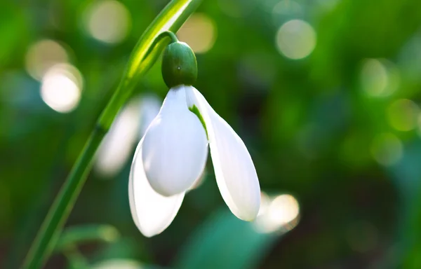 Fresh snowdrop on green background. — Stock Photo, Image