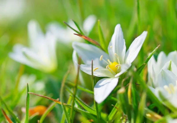 White spring flower — Stock Photo, Image