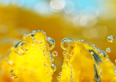 petal üzerinde kabarcıklar