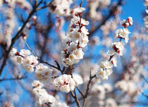 Spring mekar pohon — Stok Foto