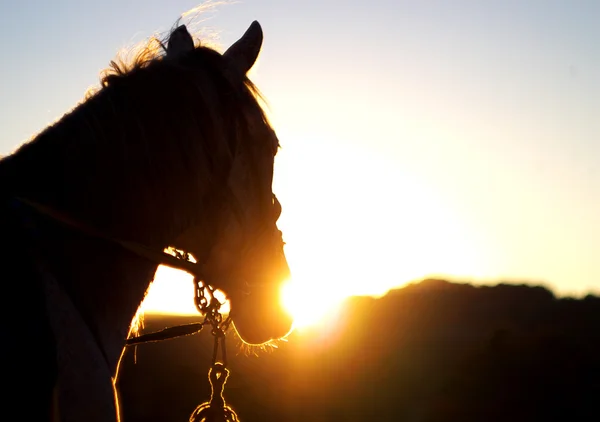 L'ombra di un cavallo — Foto Stock