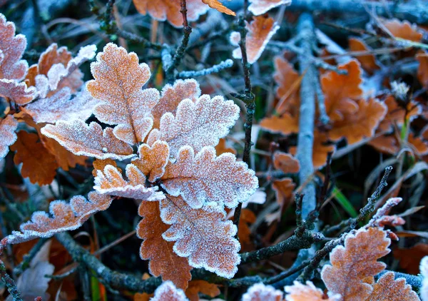 Feuilles et branches — Photo