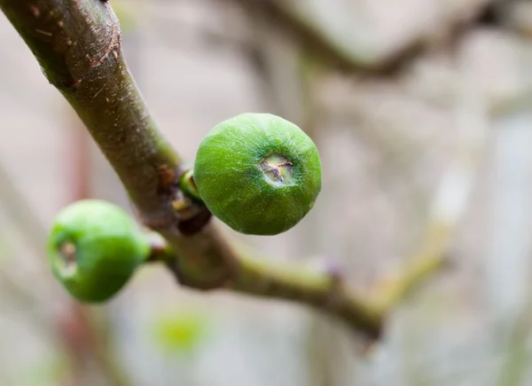 绿色无花果 — 图库照片