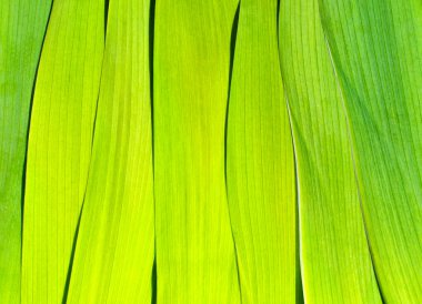 parlak yeşil yaprak.