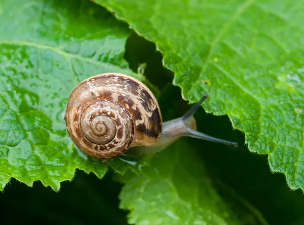 Caracol em uma folha — Fotografia de Stock