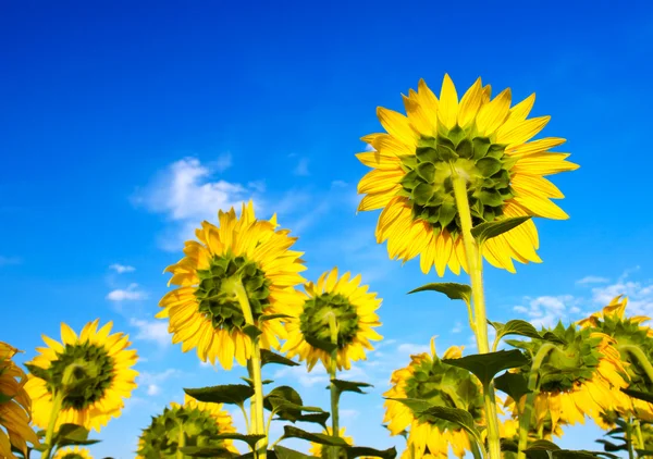 Big beautiful sunflowers — Stock Photo, Image