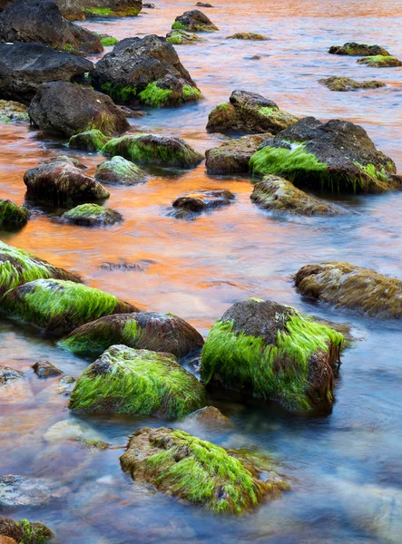Pedras com algas no litoral . — Fotografia de Stock