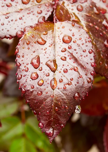 Feuilles rouges et gouttes d'eau . — Photo