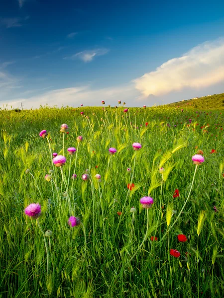 Flores brillantes en prado verde . — Foto de Stock