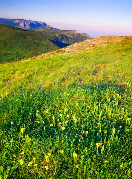 Fleurs parmi les herbes vertes dans les montagnes . — Photo