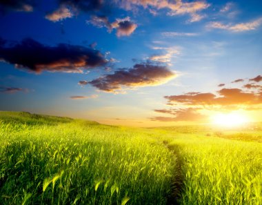 yeşil çayır ve karanlık gökyüzü güneş