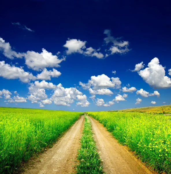 Camino entre prado verde — Foto de Stock