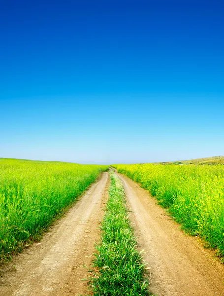 Дорога среди зеленых лугов — стоковое фото
