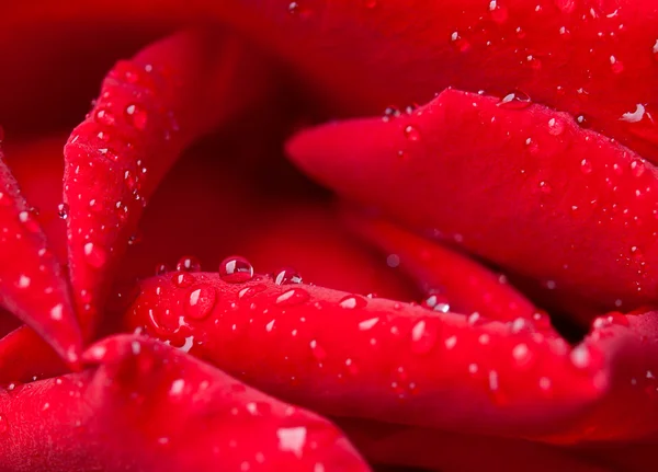 Rosa e gocce . — Foto Stock