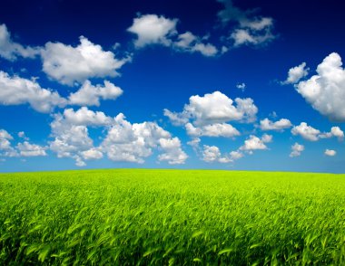 yeşil alan ve gökyüzü. Tarımsal kompozisyon