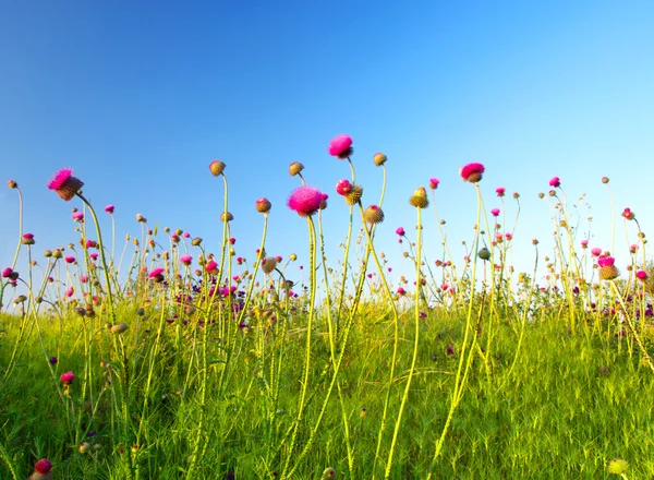Flores en el prado . — Foto de Stock