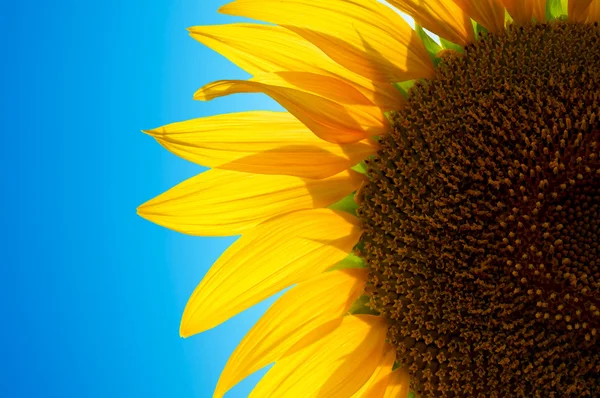 Sunflower on blue sky. — Stock Photo, Image