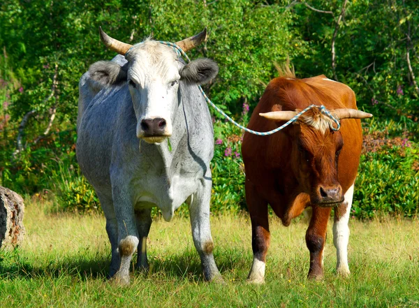 Two oxen on green meadow. — Stock Photo, Image