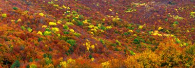 sonbahar ahşap arka plan olarak.
