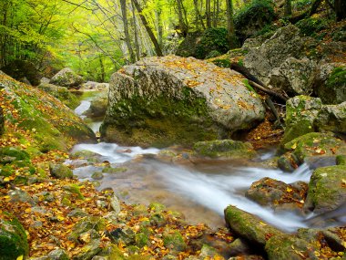 sonbahar ağaç arasında nehir.