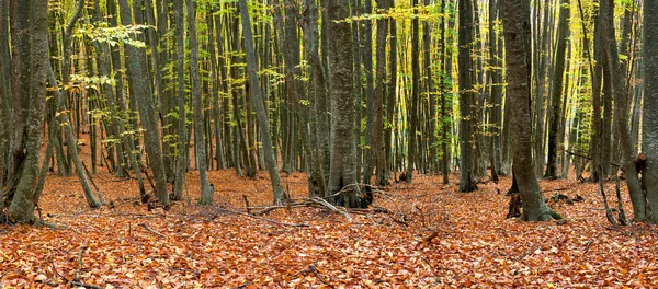 Podzimní světlé dřevo. — Stock fotografie